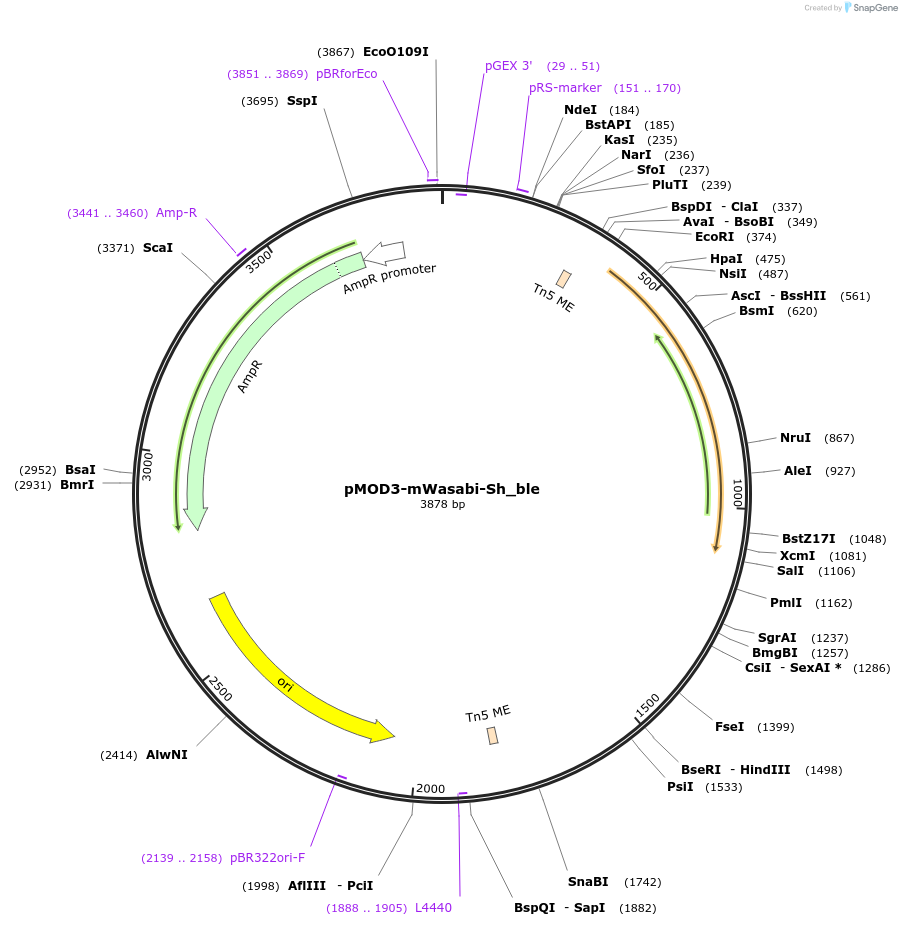 120332-plasmid-map-sequence-id-232290