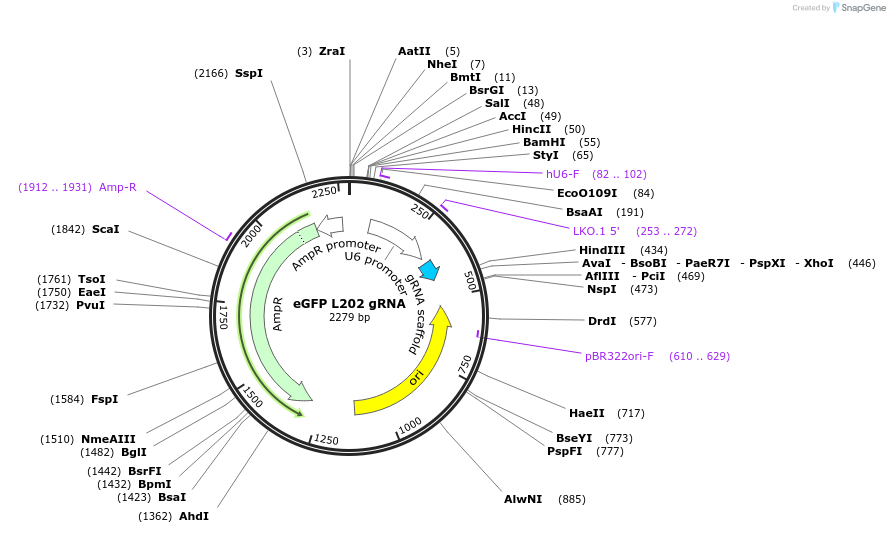 119132-plasmid-map-sequence-id-232294