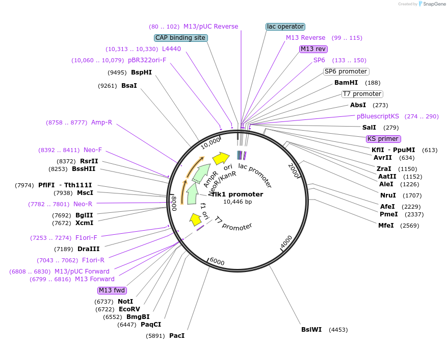 26436-plasmid-map-sequence-id-232296