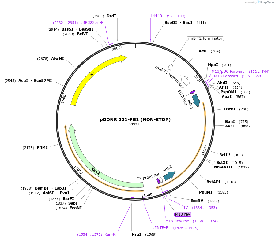 118681-plasmid-map-sequence-id-232297