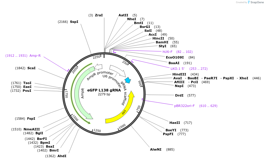 119133-plasmid-map-sequence-id-232298