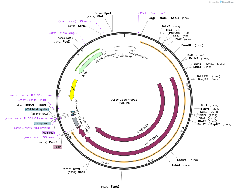 119137-plasmid-map-sequence-id-232316