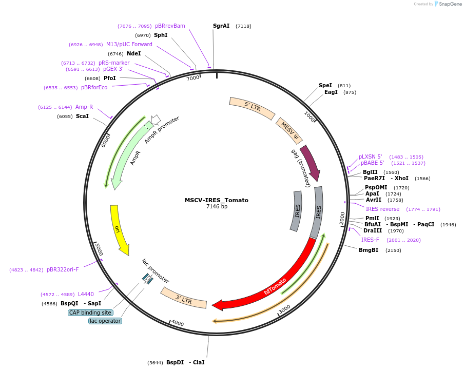 107229-plasmid-map-sequence-id-232322