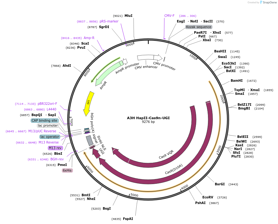 119141-plasmid-map-sequence-id-232345