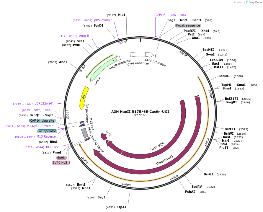 119142-plasmid-map-sequence-id-232351
