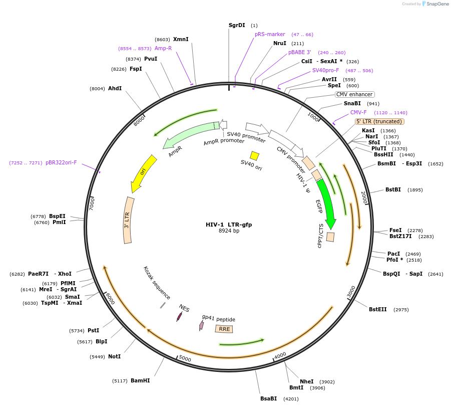 115809-plasmid-map-sequence-id-232377