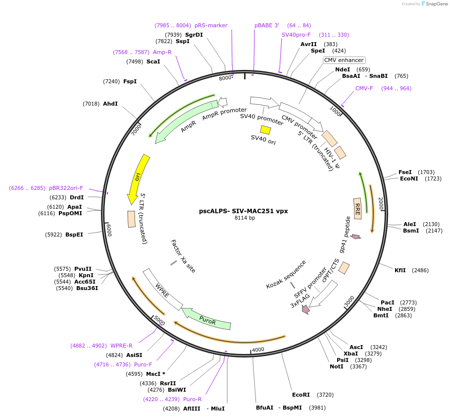 115810-plasmid-map-sequence-id-232380