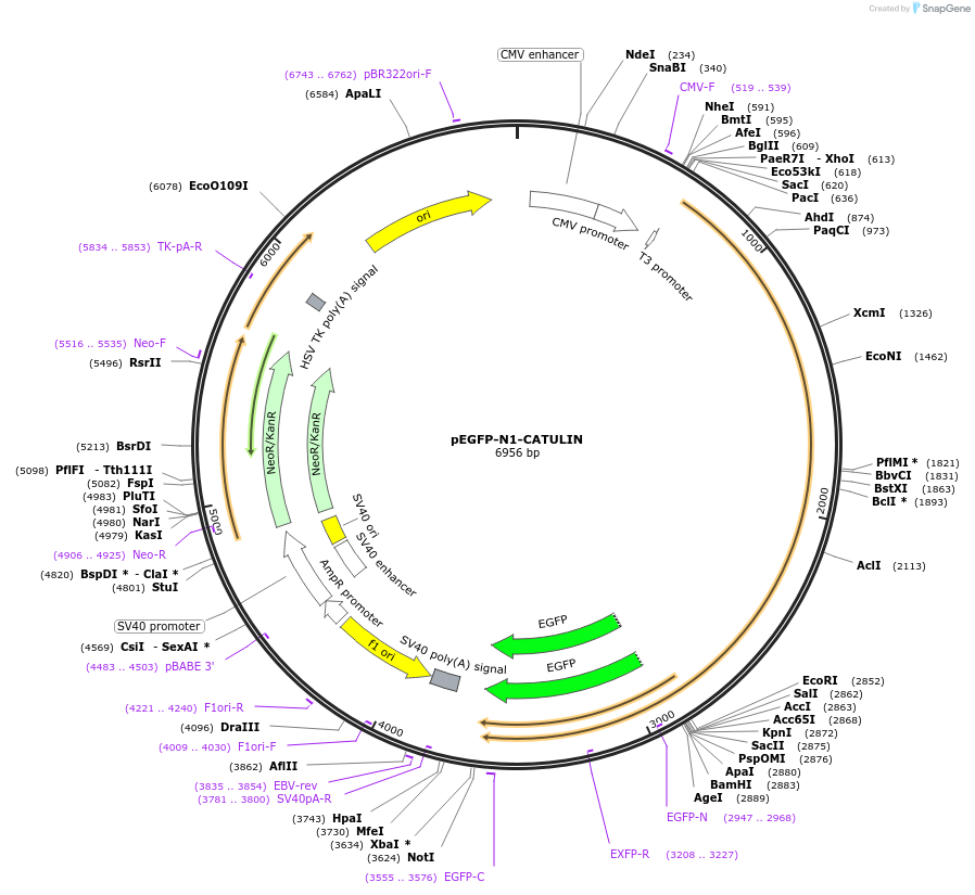 118979-plasmid-map-sequence-id-232381