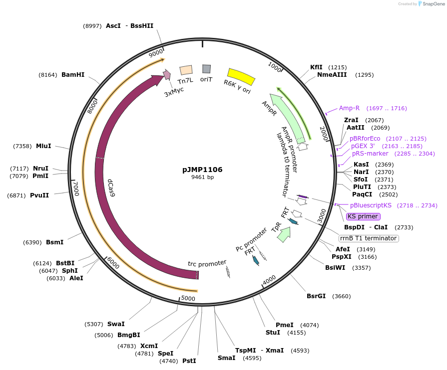 119249-plasmid-map-sequence-id-232382