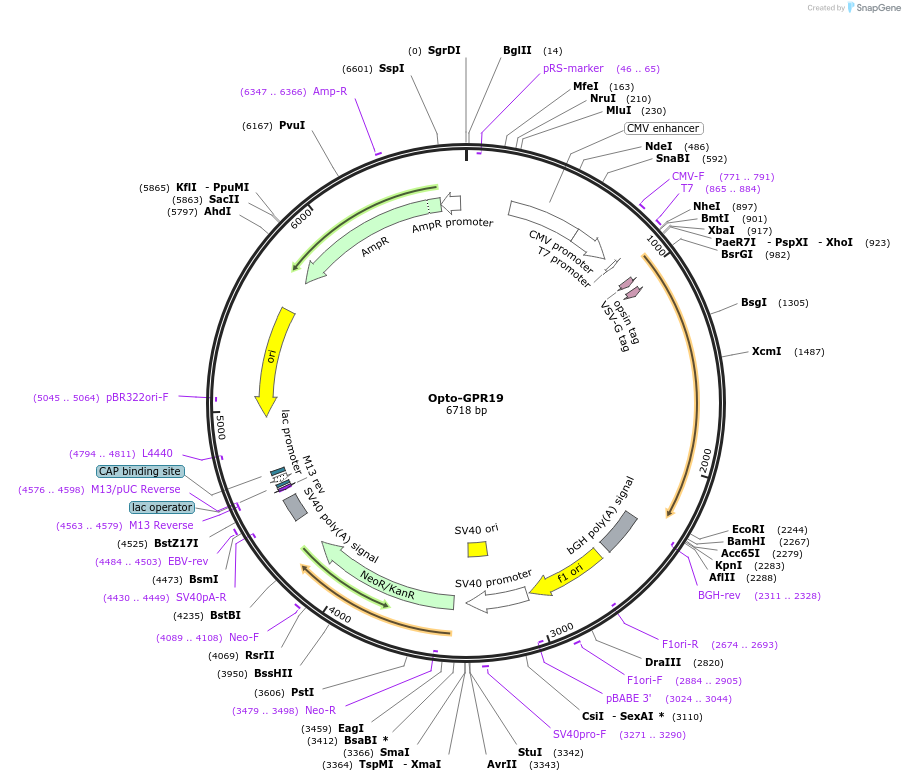 106007-plasmid-map-sequence-id-232386