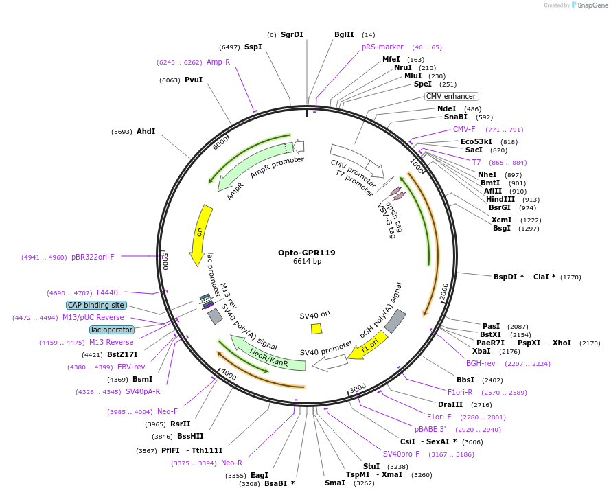 106040-plasmid-map-sequence-id-232387