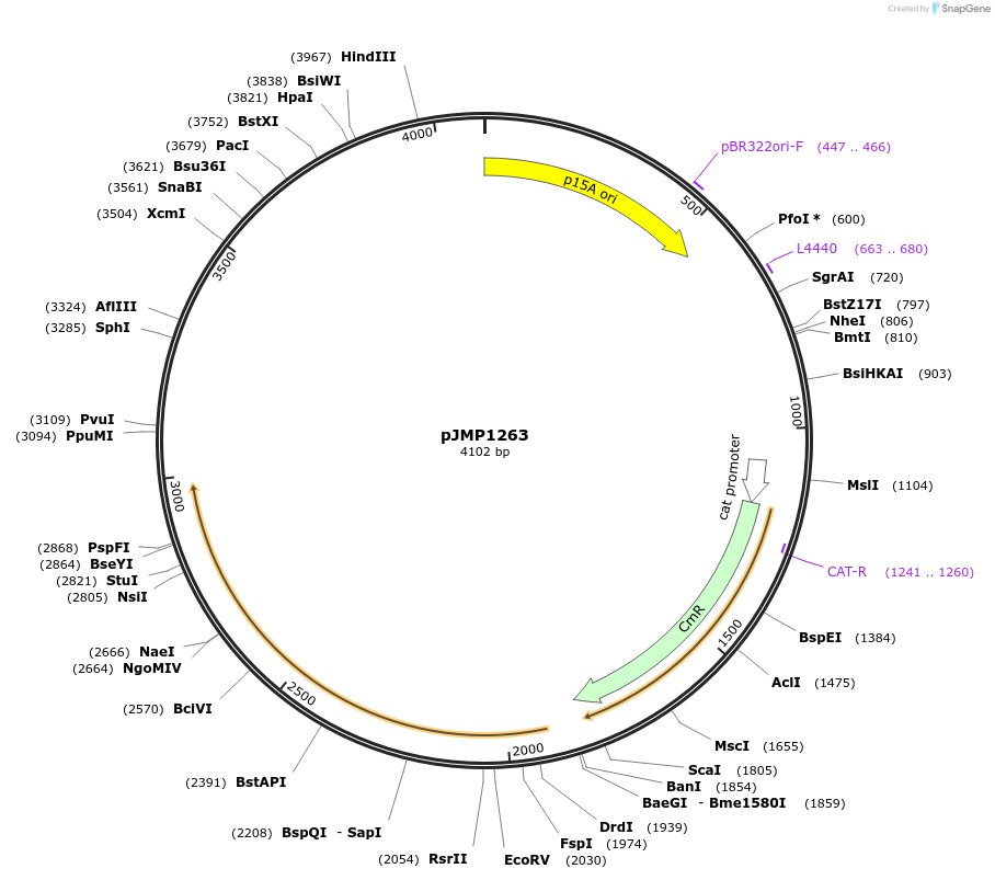 119264-plasmid-map-sequence-id-232403