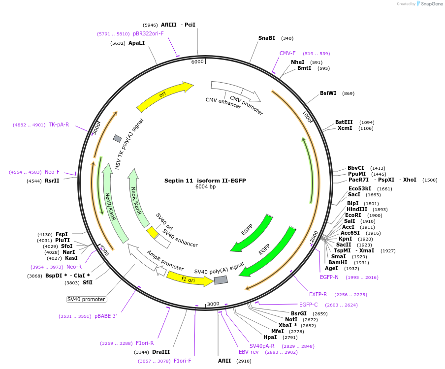 120316-plasmid-map-sequence-id-232406