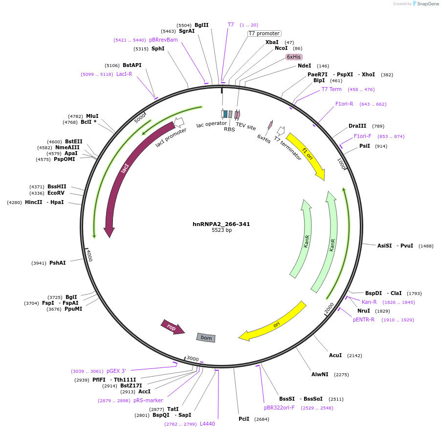 118821-plasmid-map-sequence-id-232408