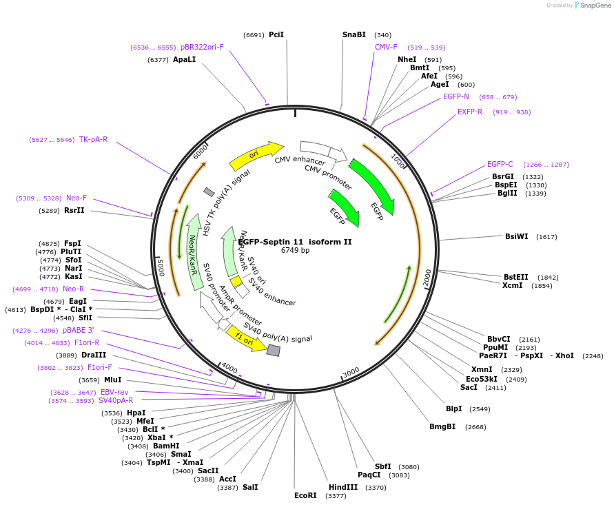 120317-plasmid-map-sequence-id-232409