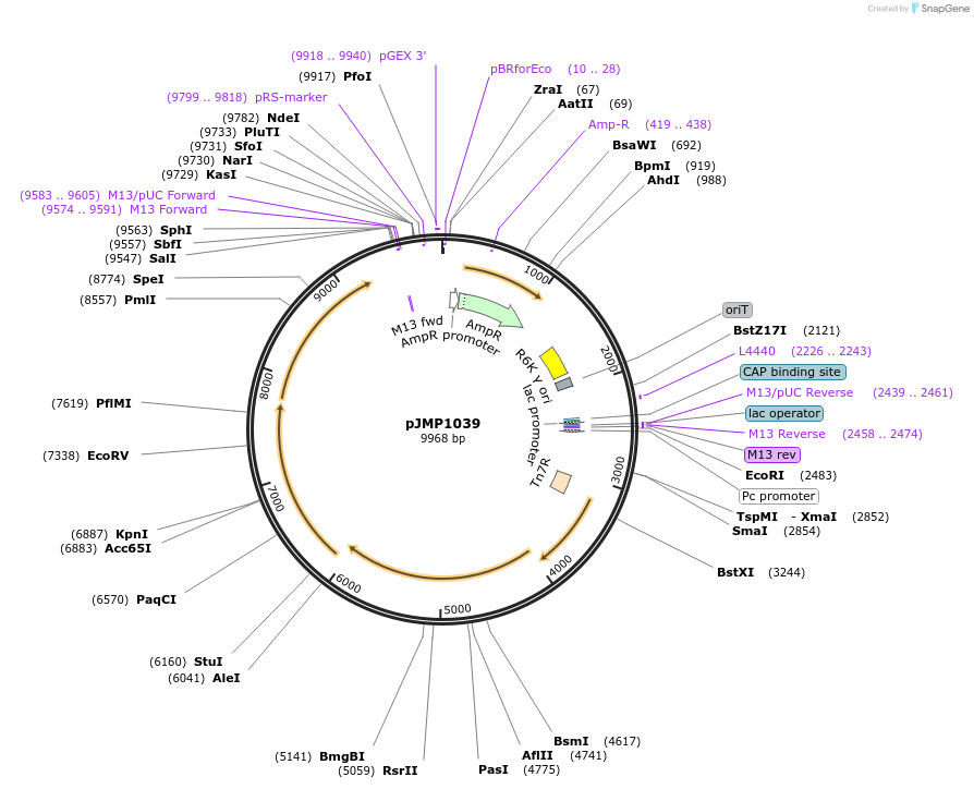 119239-plasmid-map-sequence-id-232411