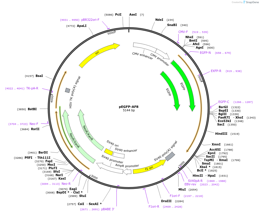 117803-plasmid-map-sequence-id-232434
