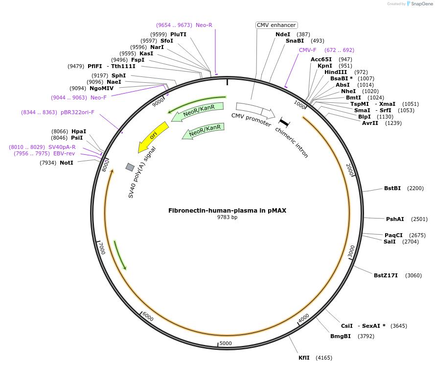 120401-plasmid-map-sequence-id-232435