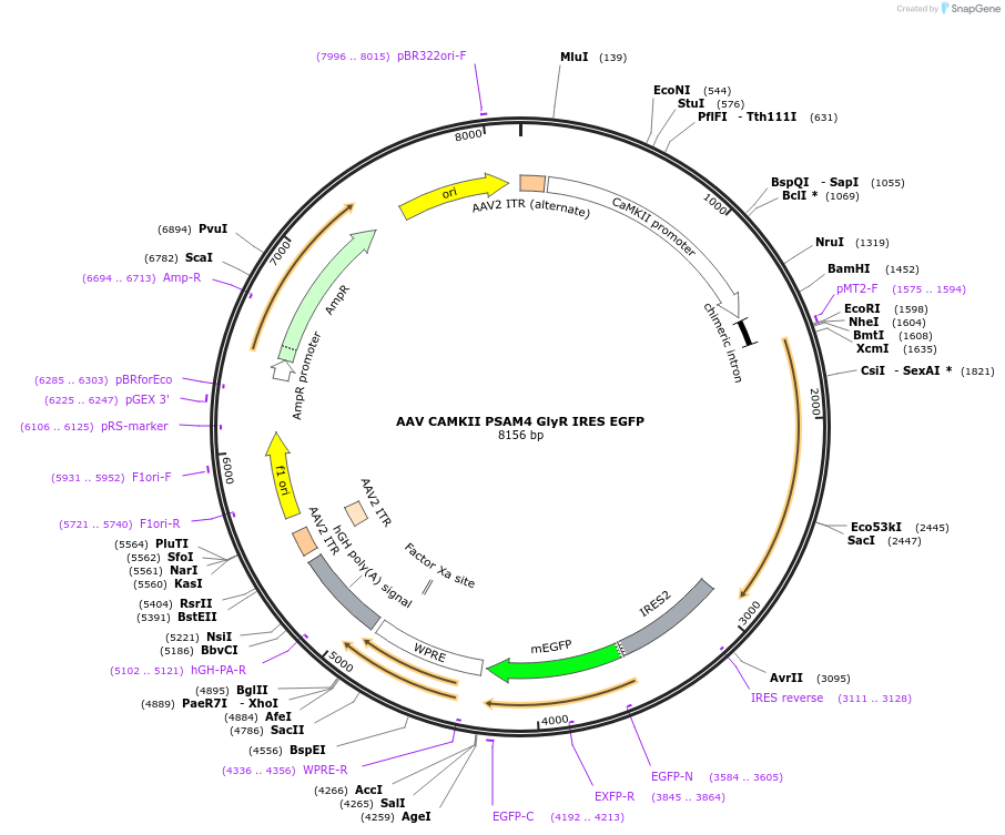 119744-plasmid-map-sequence-id-232437
