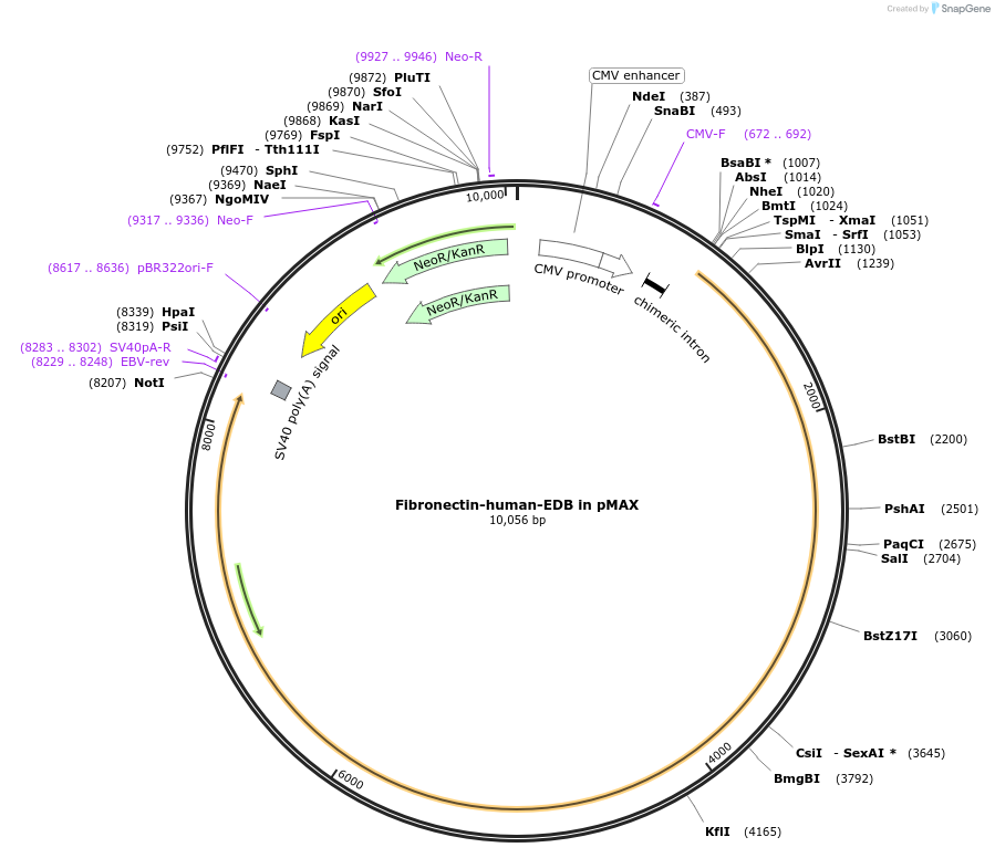 120403-plasmid-map-sequence-id-232438