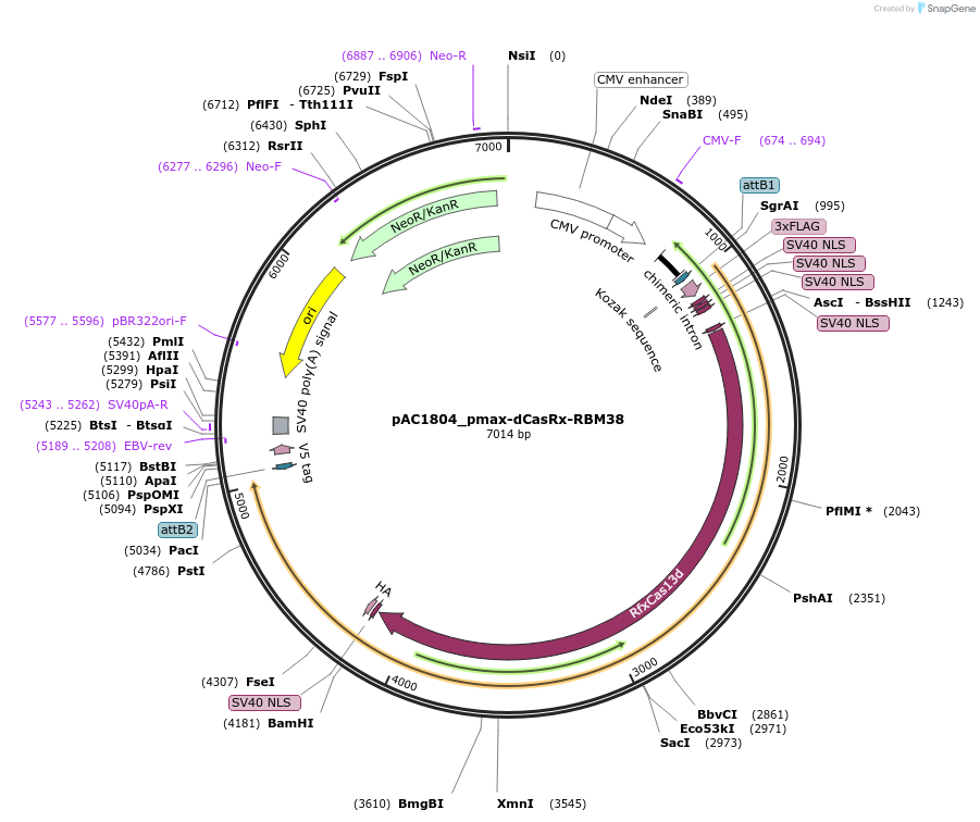 118638-plasmid-map-sequence-id-232445