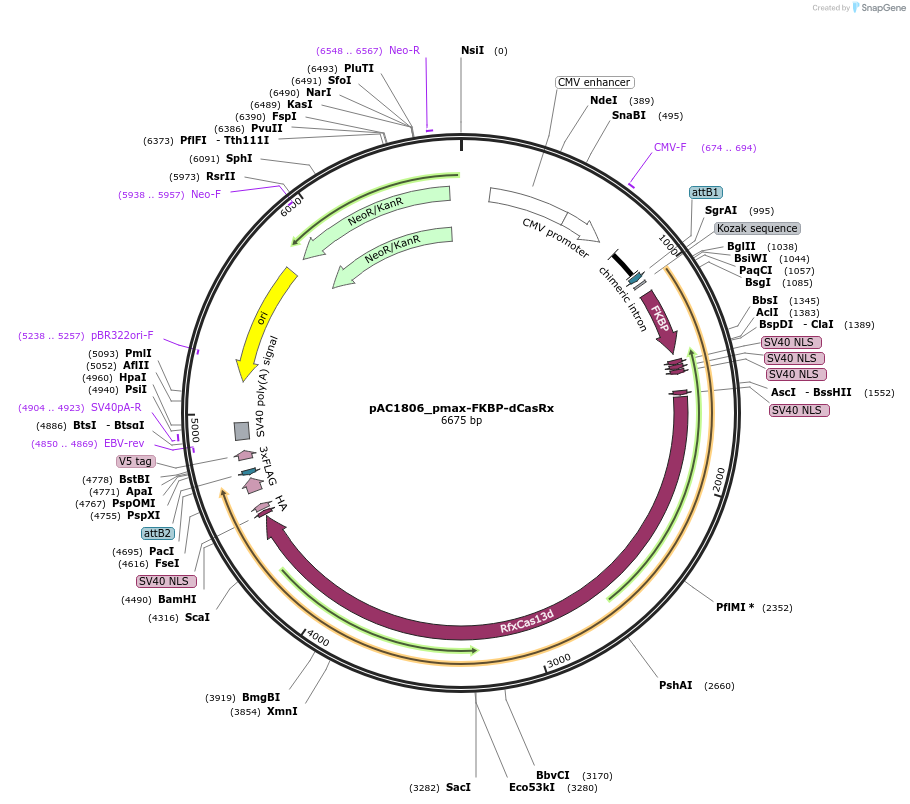 118639-plasmid-map-sequence-id-232447