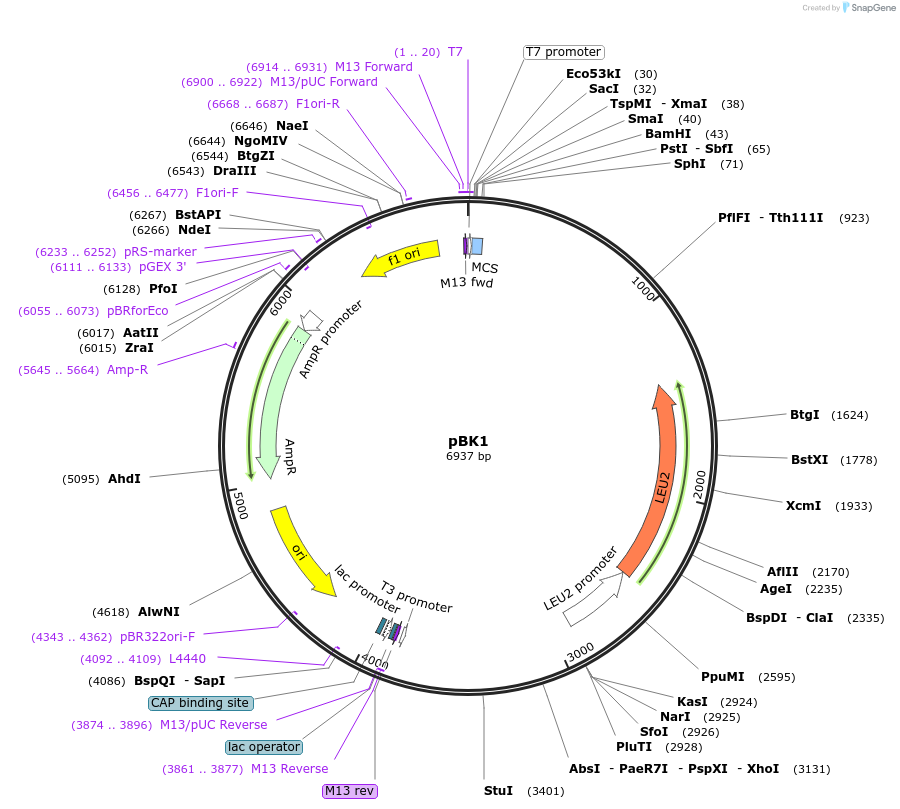1213-plasmid-map-sequence-id-232457