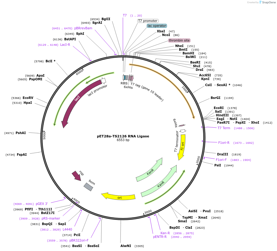 119941-plasmid-map-sequence-id-232467