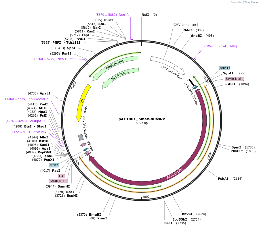 118634-plasmid-map-sequence-id-232471