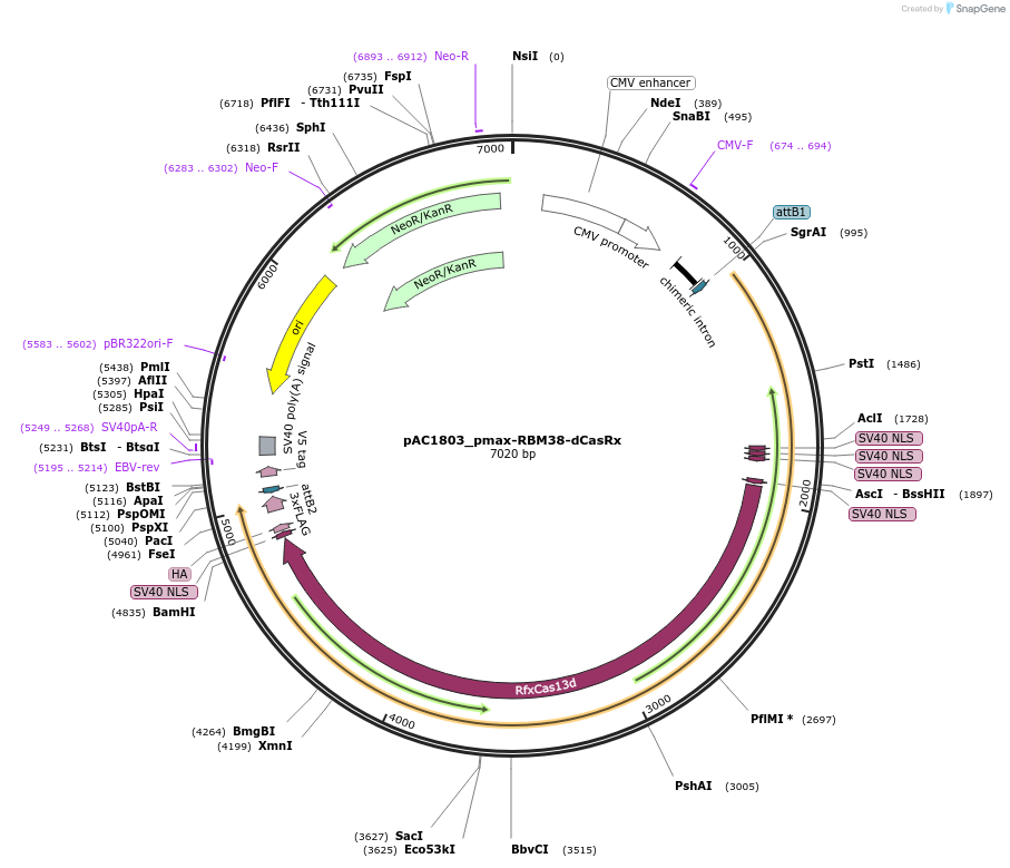118637-plasmid-map-sequence-id-232478