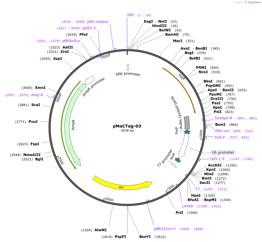 119982-plasmid-map-sequence-id-232497