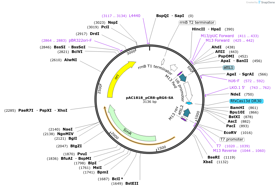118652-plasmid-map-sequence-id-232499