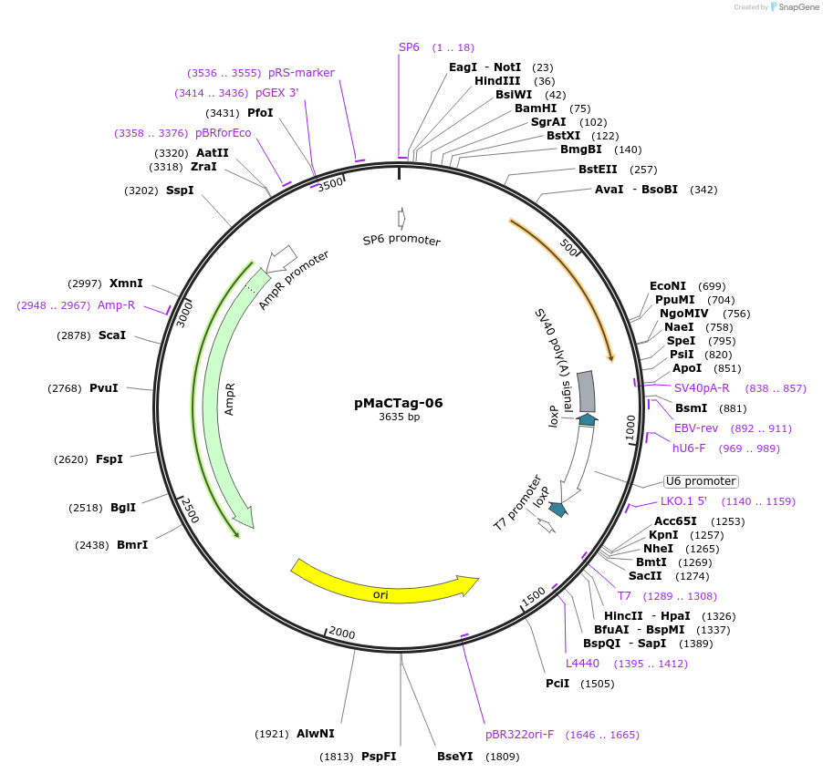 119985-plasmid-map-sequence-id-232502
