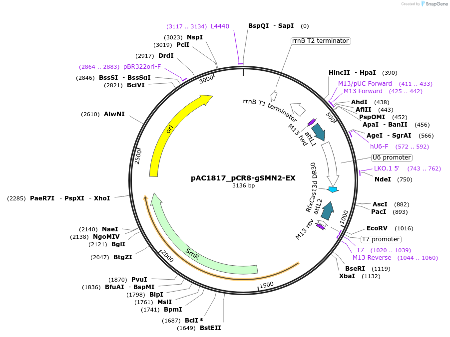 118651-plasmid-map-sequence-id-232507