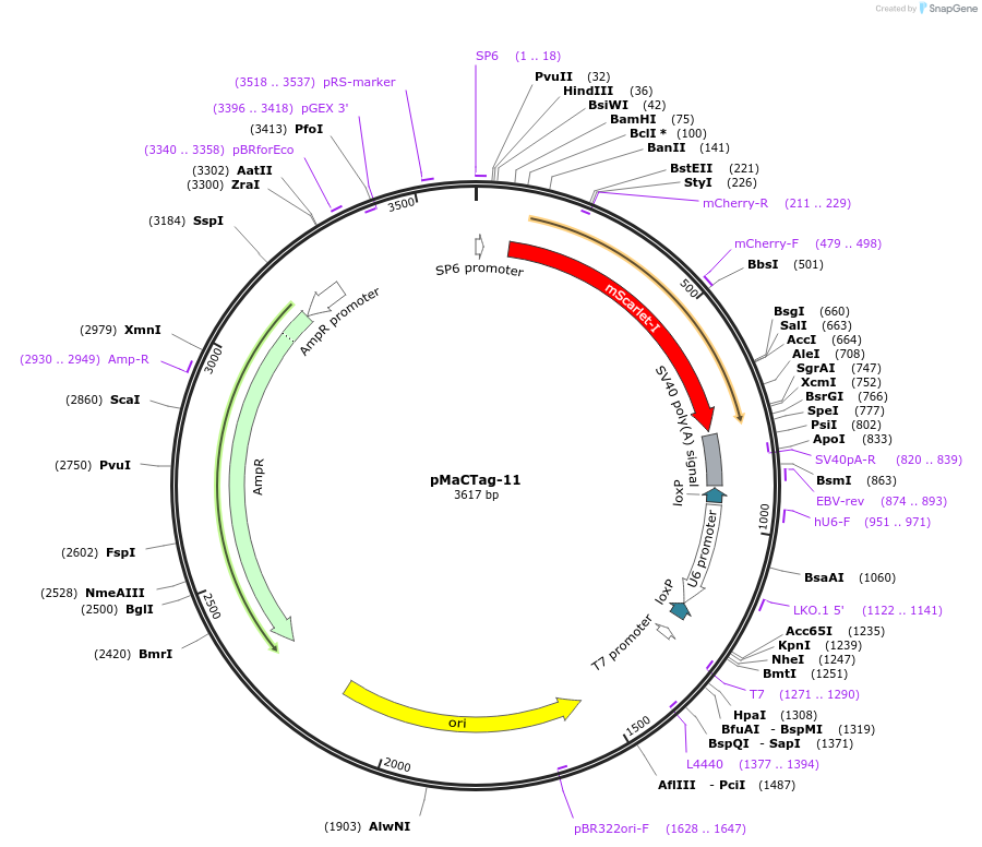119990-plasmid-map-sequence-id-232508