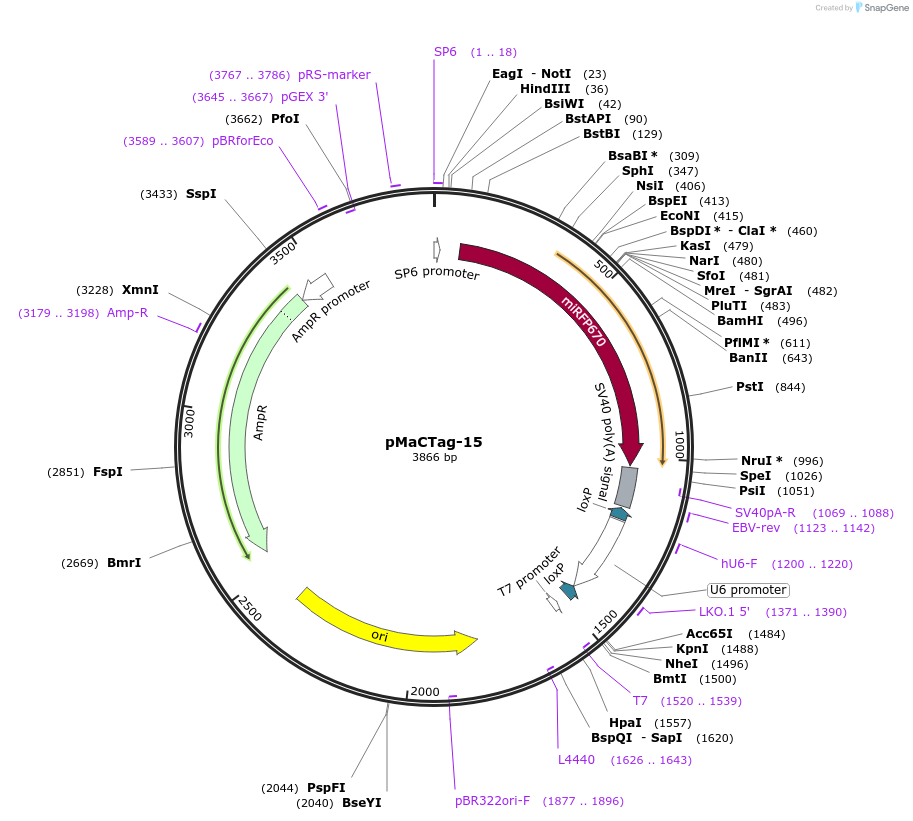 119994-plasmid-map-sequence-id-232514