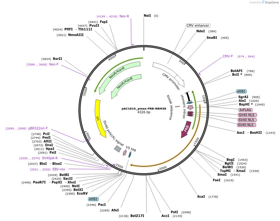 118643-plasmid-map-sequence-id-232515