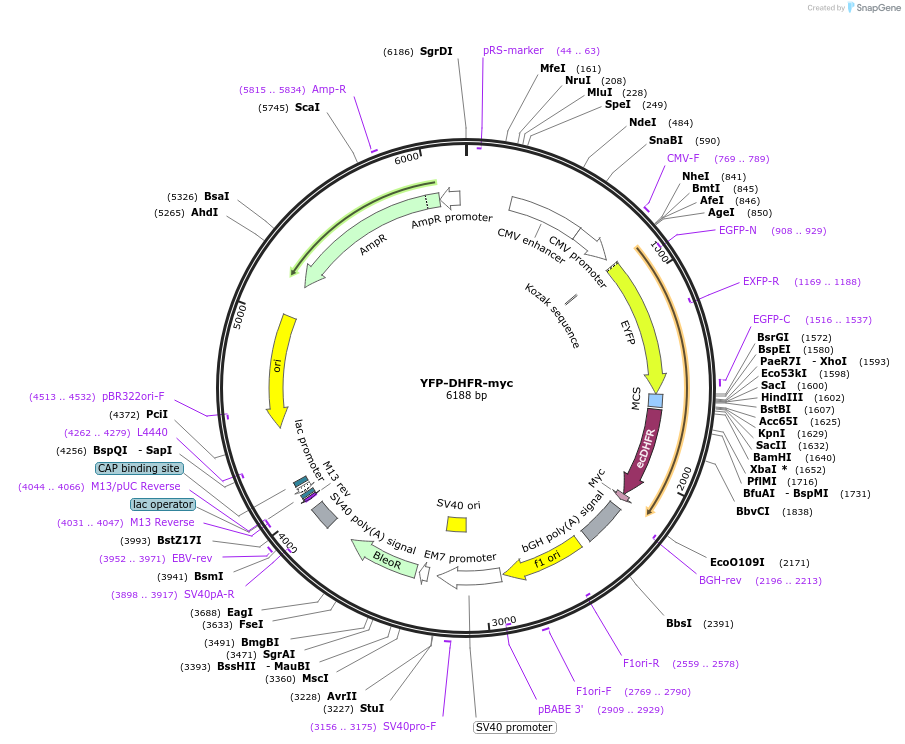 118852-plasmid-map-sequence-id-232520