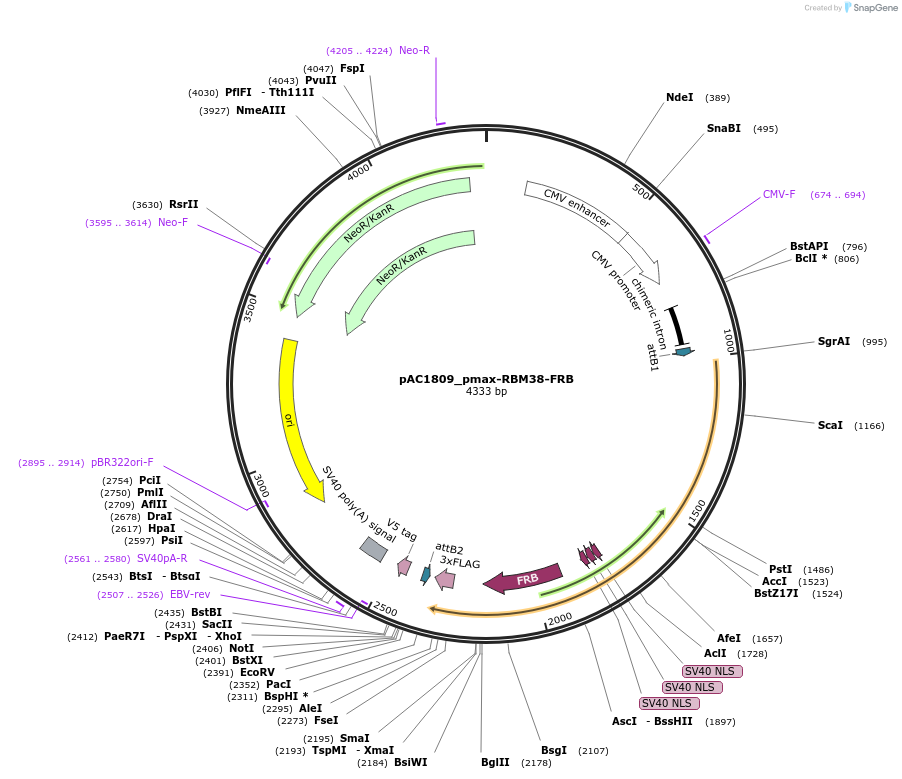 118642-plasmid-map-sequence-id-232521