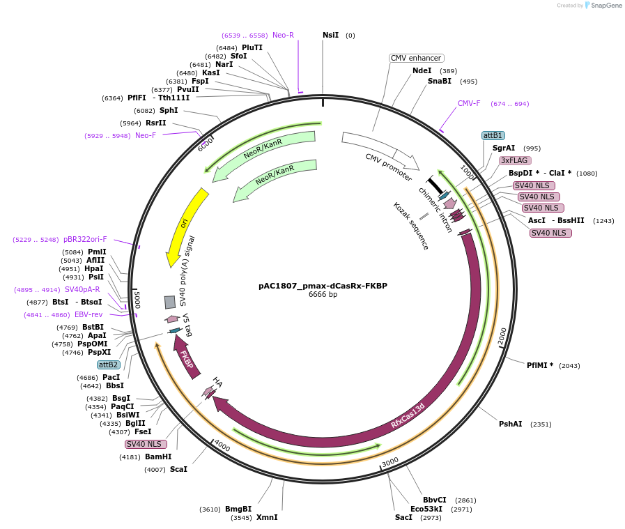 118640-plasmid-map-sequence-id-232523