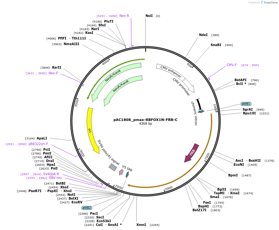 118641-plasmid-map-sequence-id-232524
