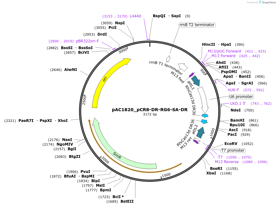 118654-plasmid-map-sequence-id-232543