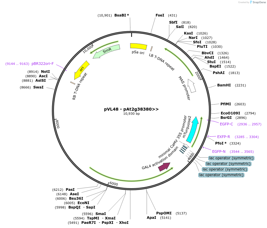 116014-plasmid-map-sequence-id-232544