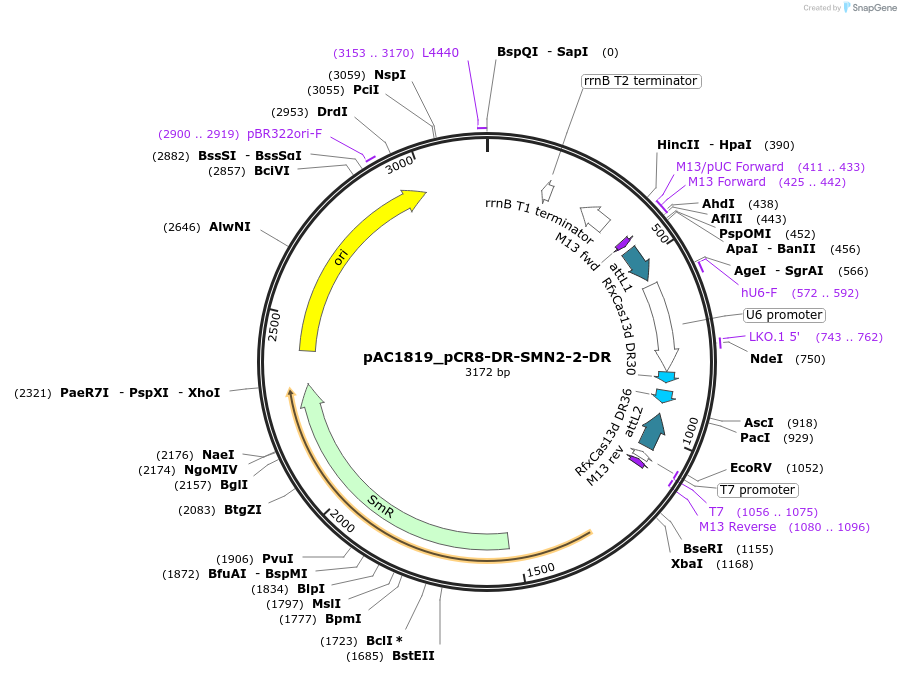 118653-plasmid-map-sequence-id-232545