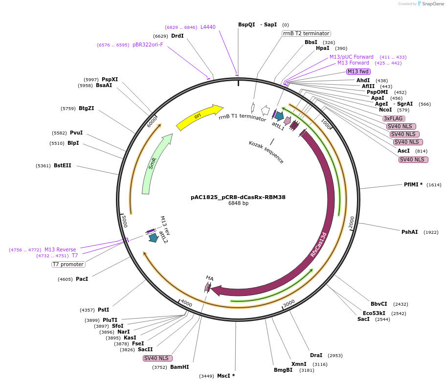 118662-plasmid-map-sequence-id-232546