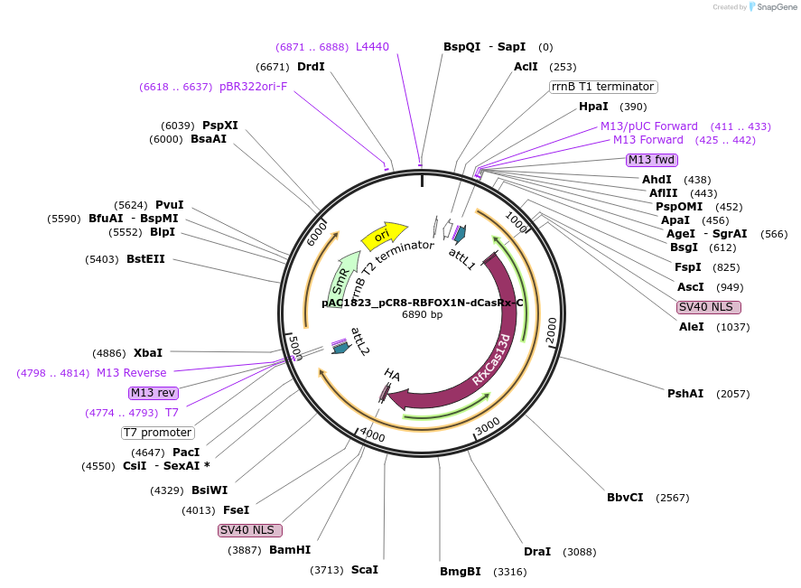 118657-plasmid-map-sequence-id-232547
