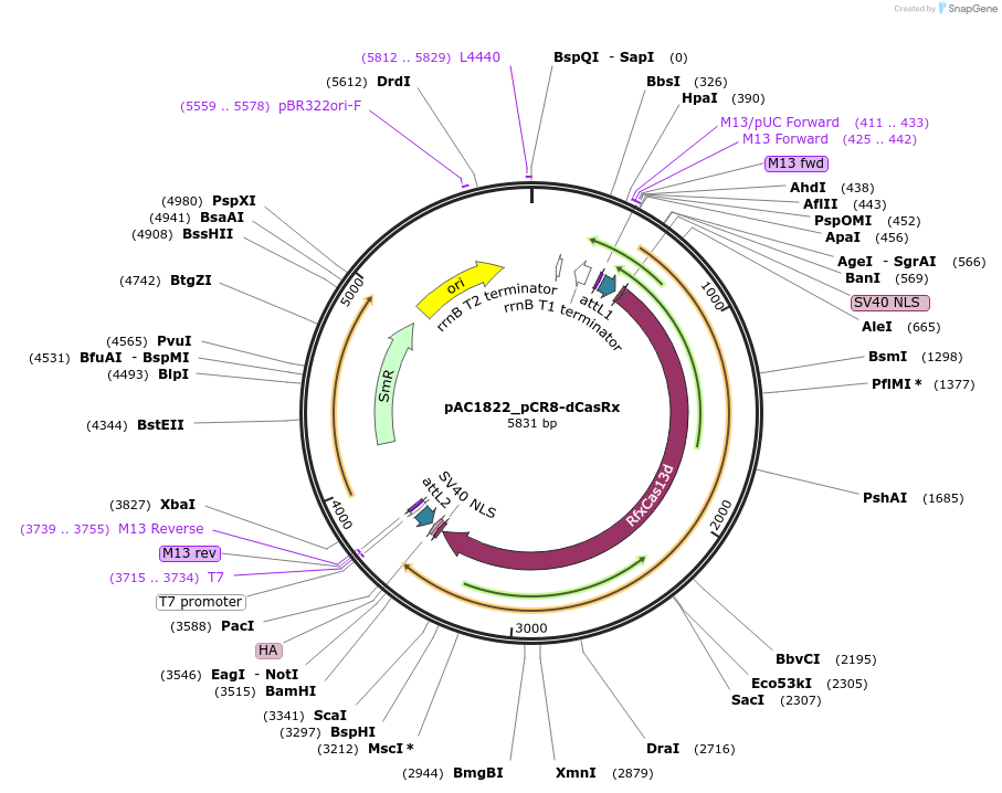 118656-plasmid-map-sequence-id-232549