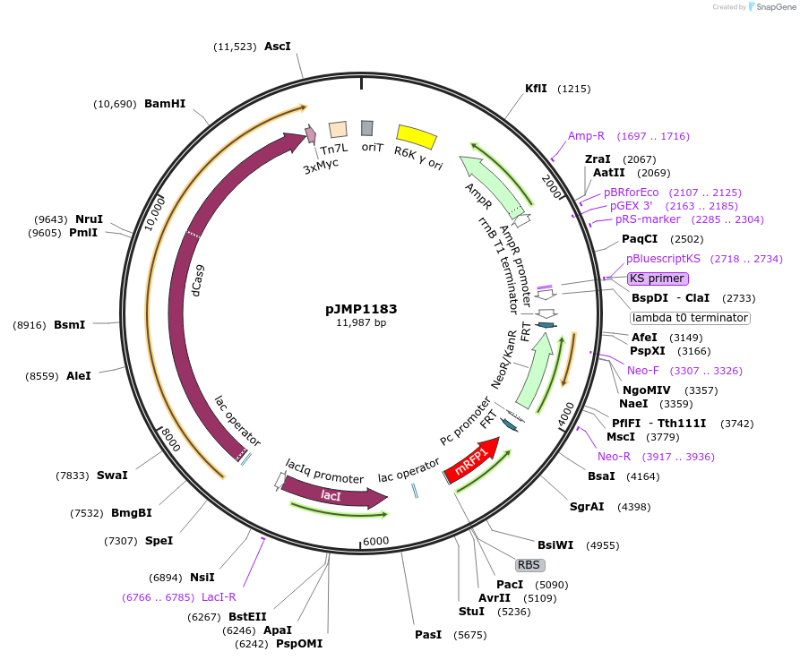 119254-plasmid-map-sequence-id-232551