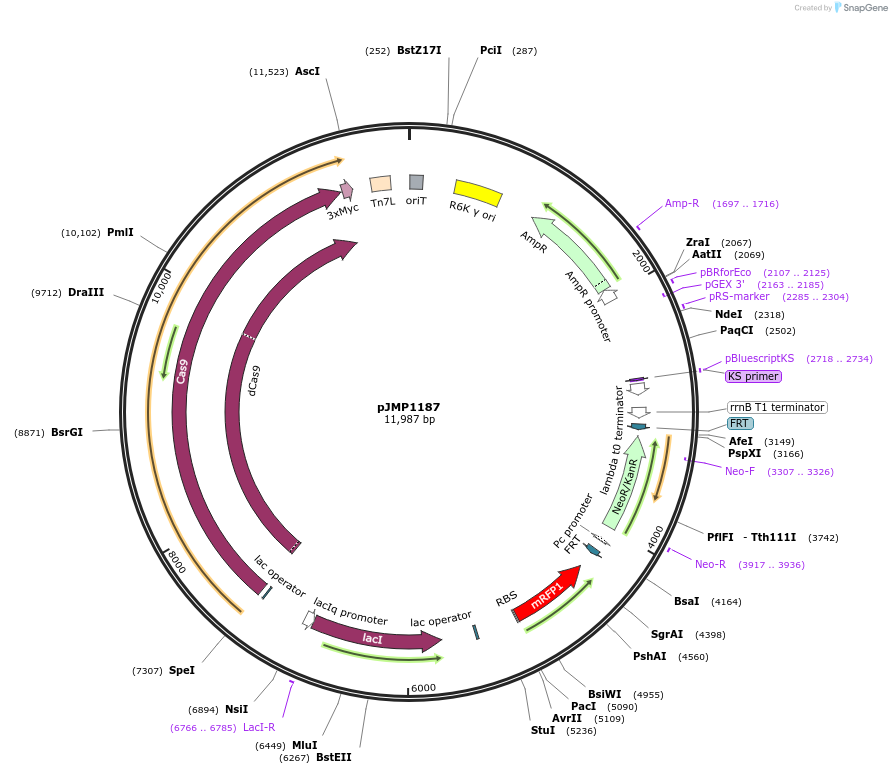 119256-plasmid-map-sequence-id-232553