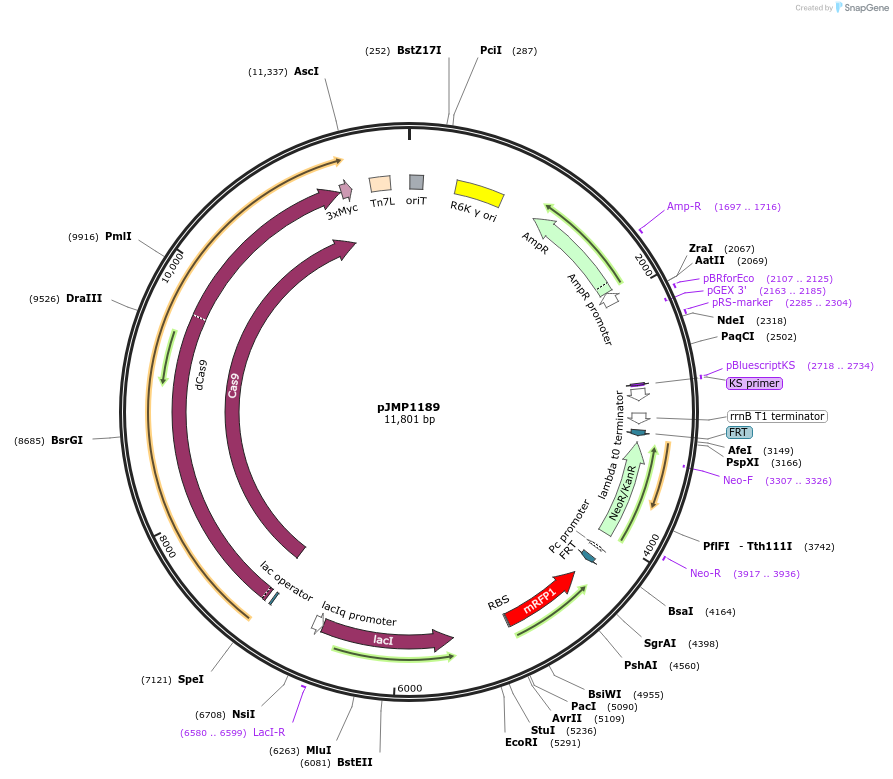 119257-plasmid-map-sequence-id-232554
